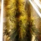 West Coast O.G. Seeds