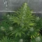 Eleven Roses Seeds (Delicious Seeds) - Cannabis Strain Seeds for Sale