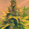 Semi femminizzati Super Skunk in vendita da Spliff Seeds