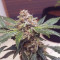 Purple Punch Seeds (Fast Buds) - Cannabis Strain Seeds for Sale
