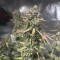 Buy Wedding Cake Auto feminized seeds by Barney's Farm