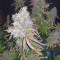 Buy Wedding Cake Auto feminized seeds by Barney's Farm