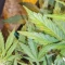Gorilla Cookies Seeds