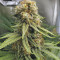 Critical Kush Seeds (Barney's Farm)