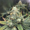 Acquista i semi femminizzati Gorilla × White Widow di Expert Seeds