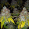 Vente de graines de cannabis Super Lemon Haze (GHS)