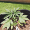 Buy Alien Gorilla feminized seeds by Original Sensible Seeds Organization