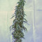 Venta de G13 Haze (Barney's Farm) | Semillas de marihuana feminizadas