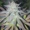 Vendita di semi di cannabis fem Royal Medic CBD