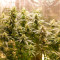 Lemon AK Seeds