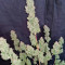 Cream Cookies Seeds - Cannabis Strain Seeds for Sale