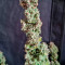 Cream Cookies Seeds - Cannabis Strain Seeds for Sale
