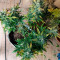 + Speed Auto feminized seeds for sale