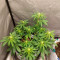 + Speed Auto feminized seeds for sale