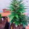 Bruce Banner Auto fem cannabis seeds for sale