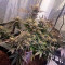 Buy Green Love Potion feminized seeds by Samsara Seeds