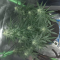 Auto Orange Bud Seeds (Dutch Passion) - Cannabis Strain Seeds for Sale