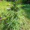 Venta de LSD Auto (Barney's Farm) | Semillas de marihuana feminizadas