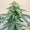 Roze Runtz Feminized Seeds (AlphaFem Seeds)