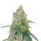 Skunk Auto feminized seeds (GHS)