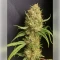 Blackberry Moonrocks Seeds