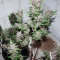 C4 Auto Seeds