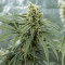 Girl Scout Cookies feminized seeds (Garden of Green)