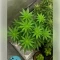 Godfather OG Seeds
