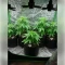 Godfather OG Seeds