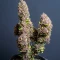 Gorilla King Auto Seeds