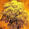 Z Gorilla feminized seeds