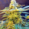 Graines de cannabis Grandaddy Black (Original Sensible Seeds)