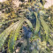 Larry OG Kush Seeds