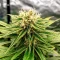 Mamba Negra / Black Mamba feminized seeds