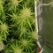 Sementes Feminizadas de Mango Frost Auto (Fast Buds)