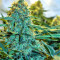 Mozzarella feminized seeds