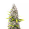 OG Kush (Herbies Seeds)
