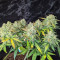 Original Auto Sour Diesel (Fast Buds)