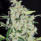 Purple Mexican Seeds