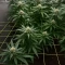 Santa Muerte Fast Seeds