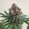Graines de cannabis Soul Star (Dr. Underground)