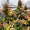 Steve’s Hellfire OG Seeds