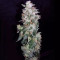 Sweet CBD Seeds