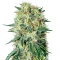 The Doctor Seeds