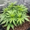 Tropicana Cookies Auto Seeds