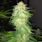 Graines de cannabis Super Skunk (White Label)