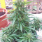 BCN Power Plant Autoflower feminized seeds