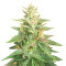 Semi Femminizzati Big Bud Auto (Herbies Seeds)