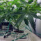 Blueberry 420 Auto Seeds