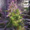 Chemdawg Seeds (Humboldt Seeds Organization)